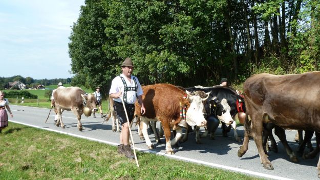 Viehscheid-Maierhöfen 2011 the back of the cow train