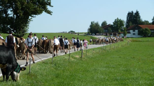 Viehscheid-Maierhöfen 2001 the cow train from the back closer to maierhöfen