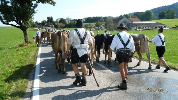 Viehscheid-Maierhöfen 2011 the back of the cow train close before the city 