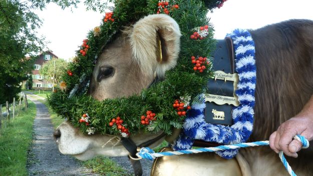 Viehscheid-Maierhöfen decoration of one of the leading cows