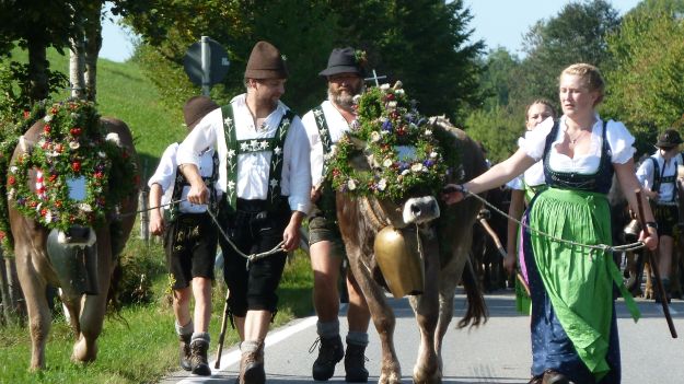 Viehscheid-Maierhöfen 2011, the cow train arrives