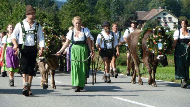 Viehscheid-Maierhoefen the cow train arrives and comes closer