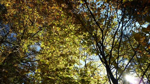 Sibratzsgfäll Schönenbach autumn leafes1