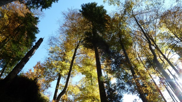 Sibratzsgfäll Schönenbach autumn leafes2