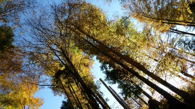 Sibratzsgfäll Schönenbach autumn leafes3