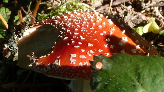 Sibratzsgfäll Schönenbach fliegenpilz mushroom