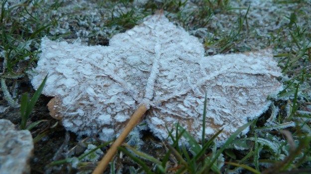 Sibratzsgfäll Schönenbach frozen leaf