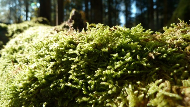 Sibratzsgfäll Schönenbach moss on dead tree