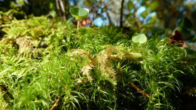Sibratzsgfäll Schönenbach moss in the forest