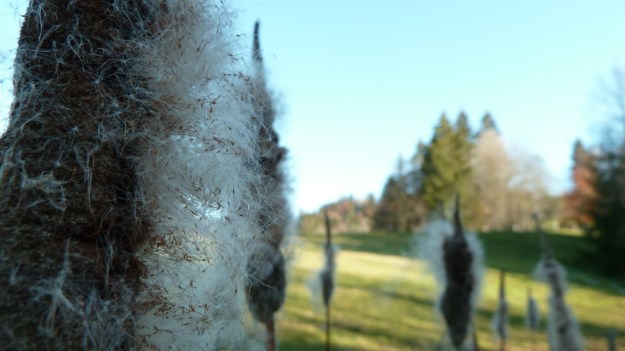 Sibratzsgfäll Schönenbach schilf