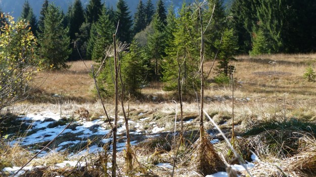 Sibratzsgfäll Schönenbach swamp or hochmoor