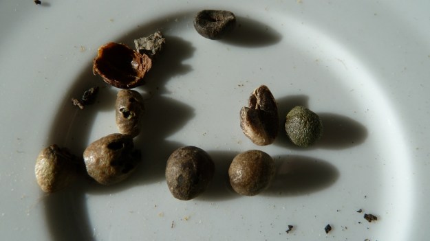 home coffee roasting with the whirley - sorting out the bad ones