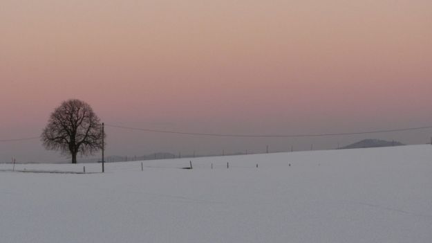 cross country skiing allgaeu sundowner lonely tree