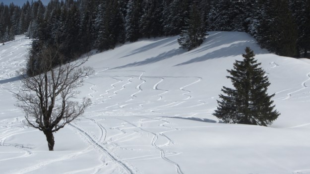 ski touring in the bregenzer wald -  tracks in the snow 