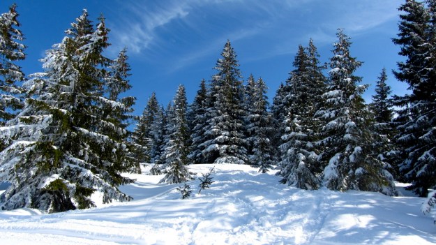 ski touring in the bregenzer wald - forrest frozen