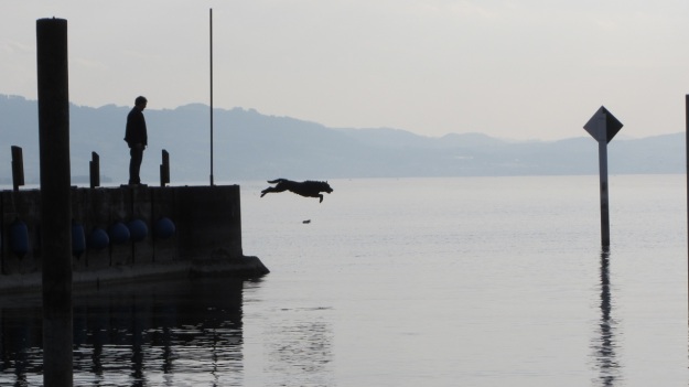 barbecue with friends at the lake of constance - dog jumping from the pier to get a stick
