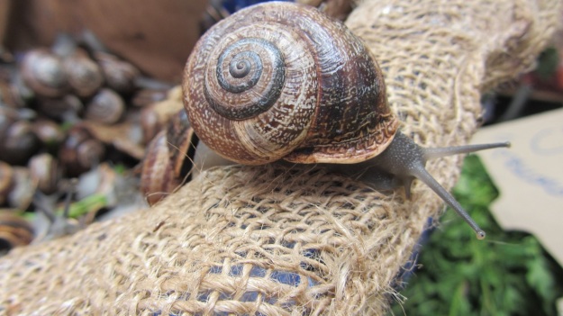 best of mallorca - snail, slowfood