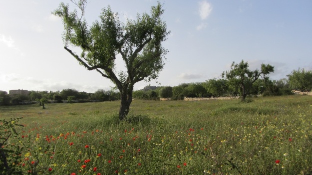best of mallorca - olive tree
