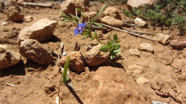best of mallorca - small blue flower 
