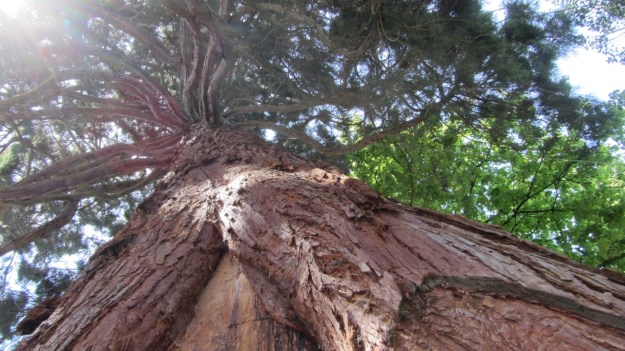 lindau bad schachen stroll sequoia tree