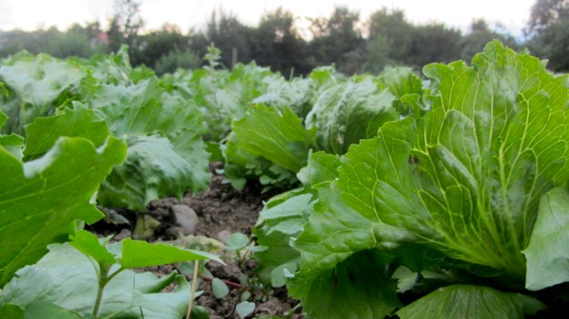 Mrowka Hofladen - shopping for food salat