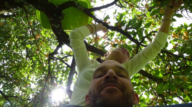 Sunday cake - Marillenkuchen mit Schlagsahne - picking the yellow little plums