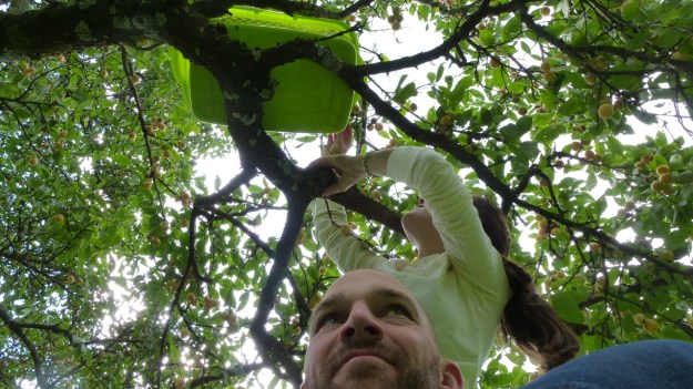 Sunday cake - Marillenkuchen mit Schlagsahne - picking the yellow little plums