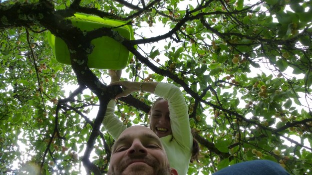 Sunday cake - Marillenkuchen mit Schlagsahne - picking the yellow little plums
