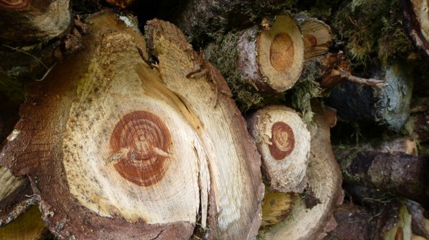 Andelsbuch Paragliding Austria Vorarlberg wood