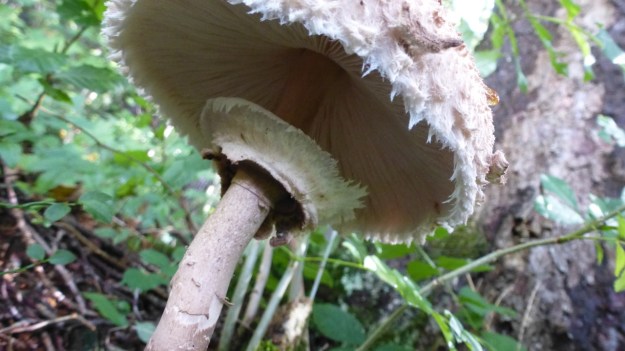 Andelsbuch Paragliding Austria Vorarlberg mushroom parasol