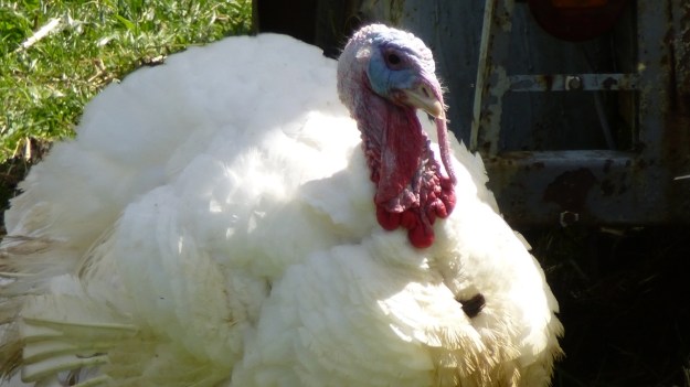 hiking to the mörzelspitze in austria vorarlberg01 turkey closeup