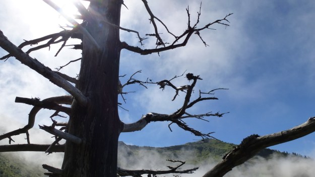 hiking to the mörzelspitze in austria vorarlberg03 old tree and sky