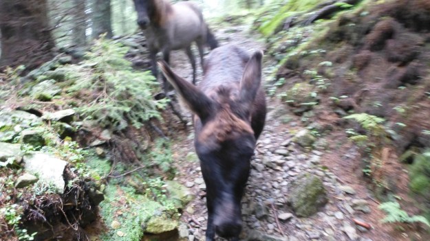 hiking to the mörzelspitze in austria vorarlberg06 donkey and horse