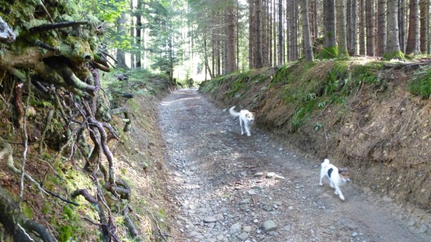 hiking to the mörzelspitze in austria vorarlberg08 -  kitty und paul