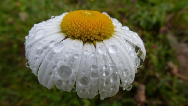 hiking to the mörzelspitze in austria vorarlberg12 flower with waterdrops