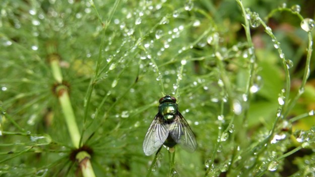 hiking to the mörzelspitze in austria vorarlberg13 fly