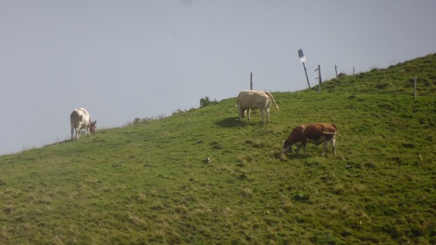 hiking to the mörzelspitze in austria vorarlberg14 - cows