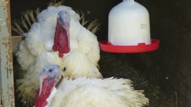 hiking to the mörzelspitze in austria vorarlberg15 turkey