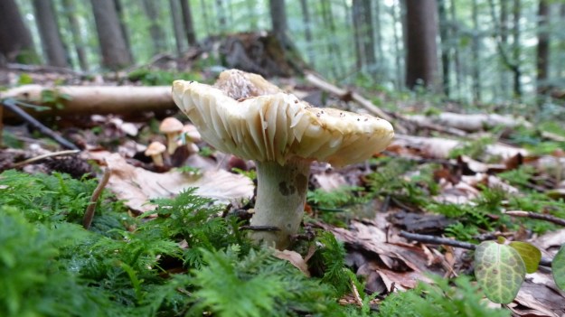 mushrooms in the forrest