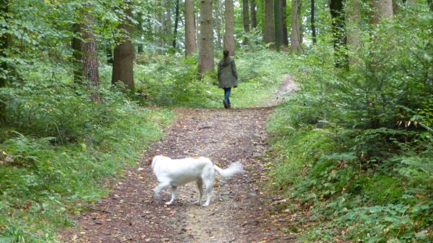 mushrooms - kitty and mary