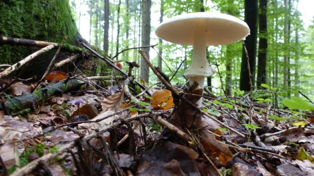 mushrooms in the forrest