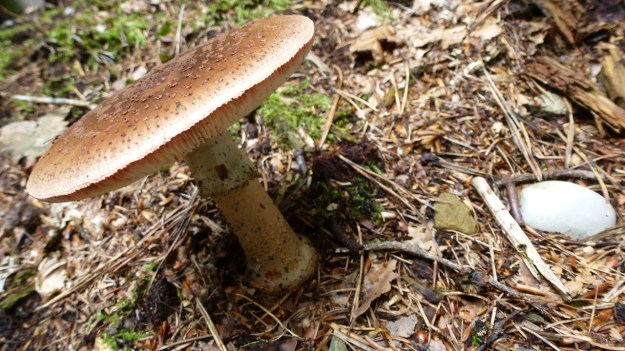 mushrooms in the forrest