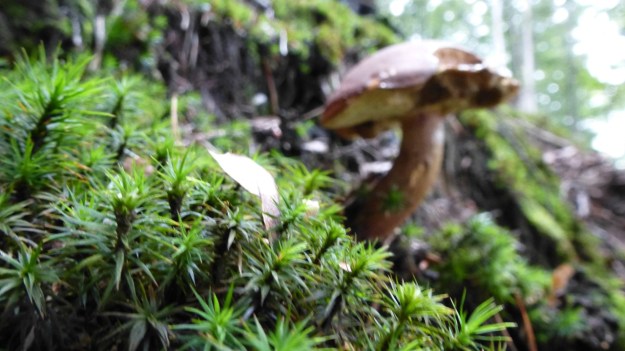 mushrooms in the forrest
