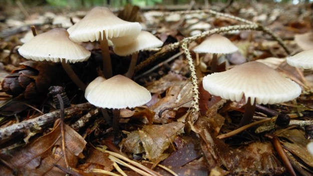 mushrooms in the forrest 