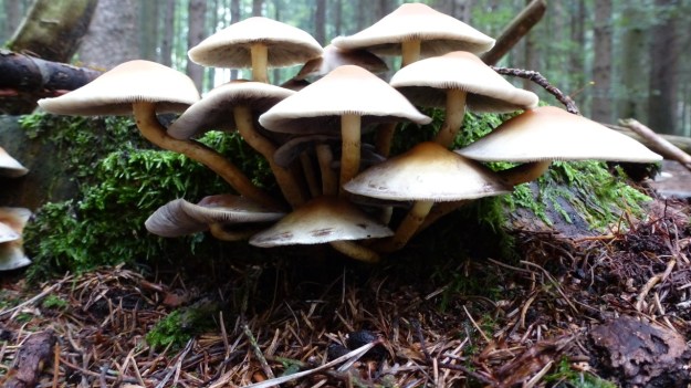 mushrooms in the forrest 