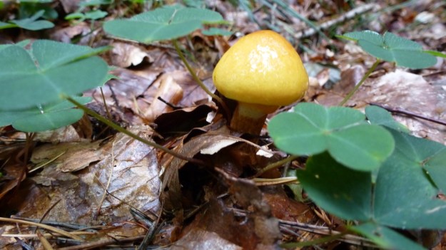 mushrooms in the forrest 