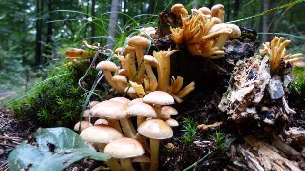 mushrooms in the forrest 