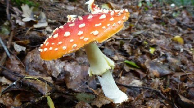 mushrooms in the forrest fliegenpilz