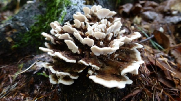 mushrooms in the forrest