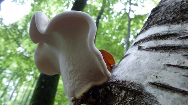 mushrooms on a birch